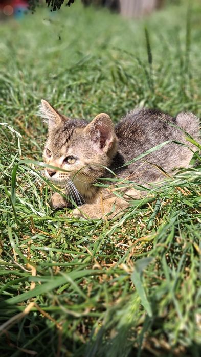 Кошенята шукають господарів