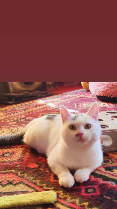 Отдам белого кота, 7 месяцев, кастрирован, привит