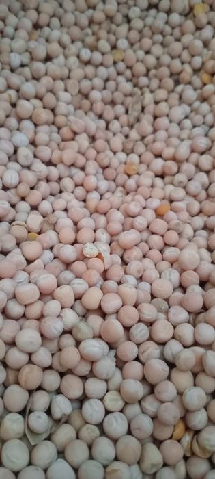 кормовий   горох