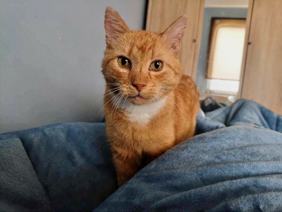 Rudzielec Milo szuka domu - kotek do adopcji