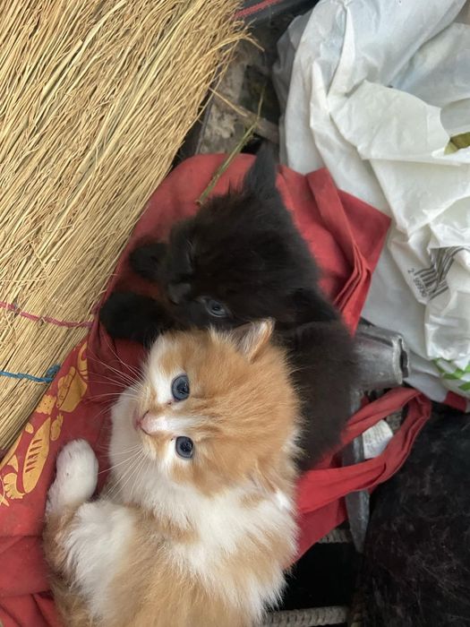 Кошенята шукають дім