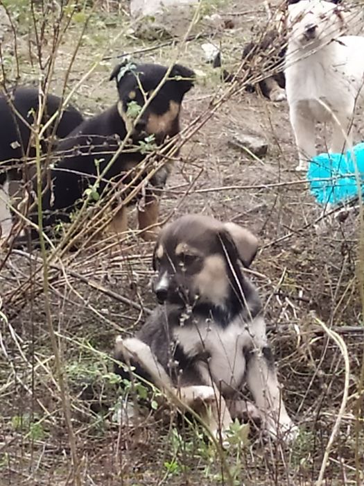 Отдам даром в хорошие руки щенков