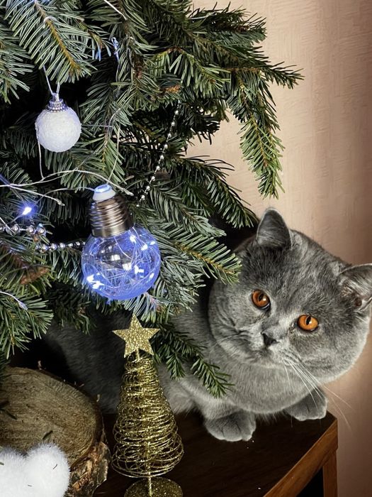 Котик для вʼязки, британець