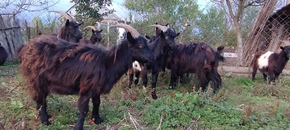 Продаються кози закарпатської породи
