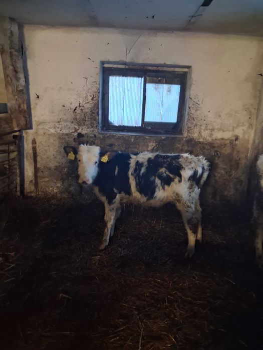 Sprzedam cielaka Byczka