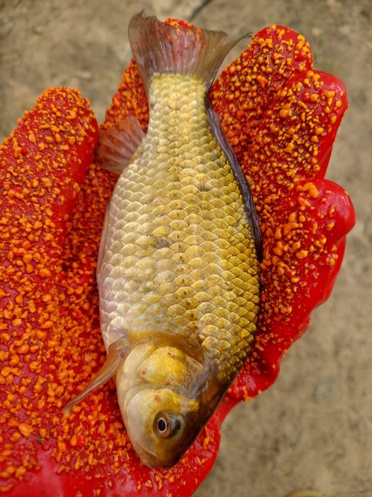 Karaś na żywca, do stawu, pokarm dla szczupaka, sandacza, zarybieniowy