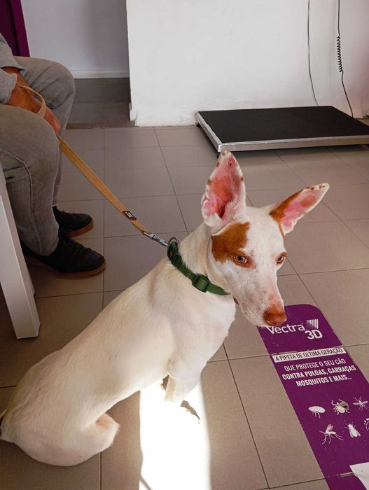 Benjy - Para Adopção