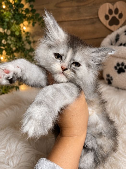 Maine coon  linia shaded kotka szylkretka  ze srebrem FPL