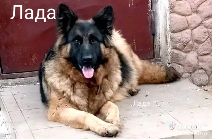 Продам щенков немецкой овчарки длинношерстные
