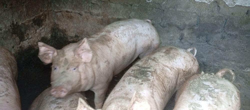 Продам свиней живым весом.
