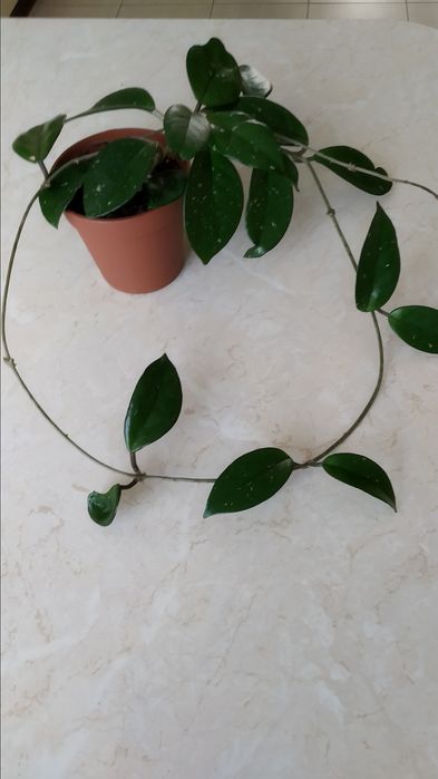 Hoja różowa w doniczce