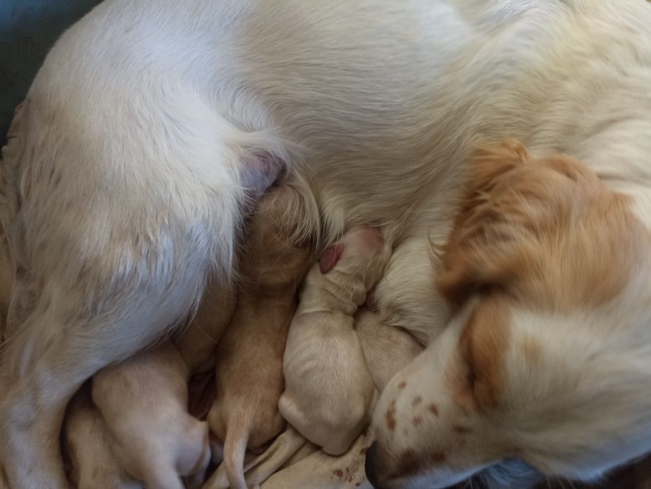 Англійські кокер спаніелі для броні