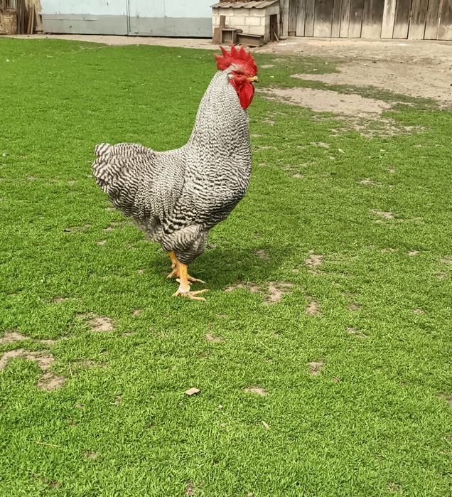 JAJA  Lęgowe Amrock
