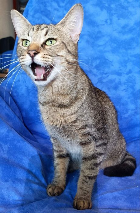 Молодий кіт/котик, хлопчик безкоштовно/бесплатно