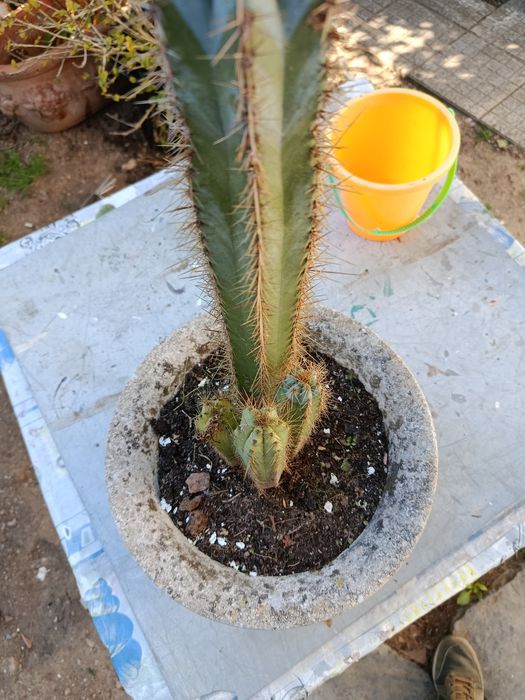 Cacto em vaso de pedra.