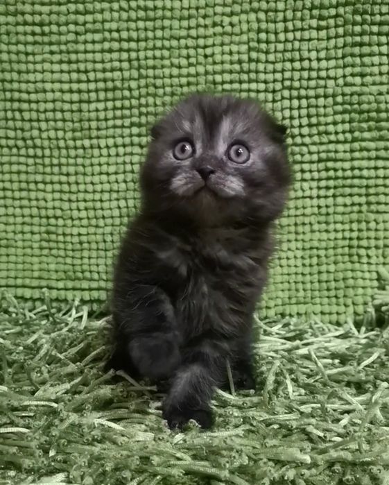 Арчи ( скоттиш фолд)