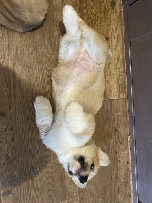 Малюки коргі пемброк