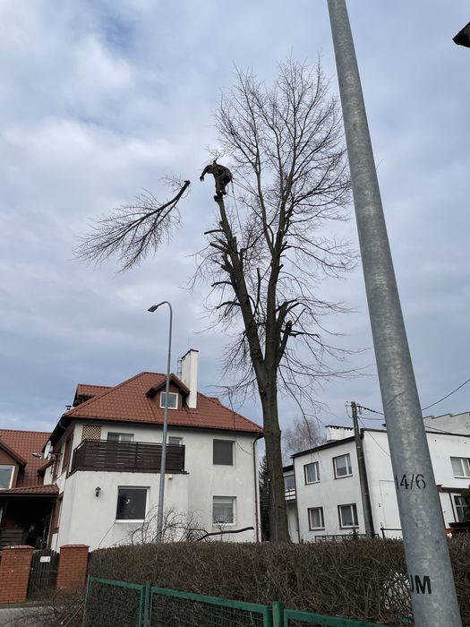 Wycinka oraz pielęgnacja drzew/ frezowanie pni