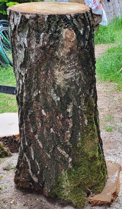 Pieńki brzozowe dekoracyjne