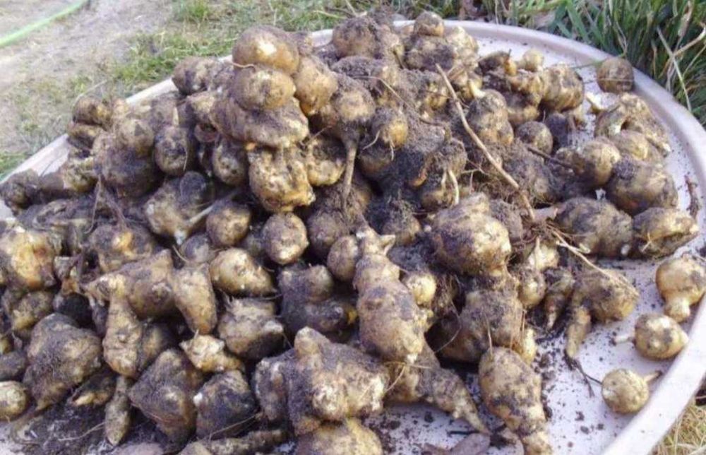 Topinambur słonecznik bulwiasty 5kg