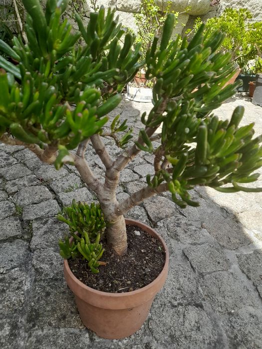 Catos e suculentas