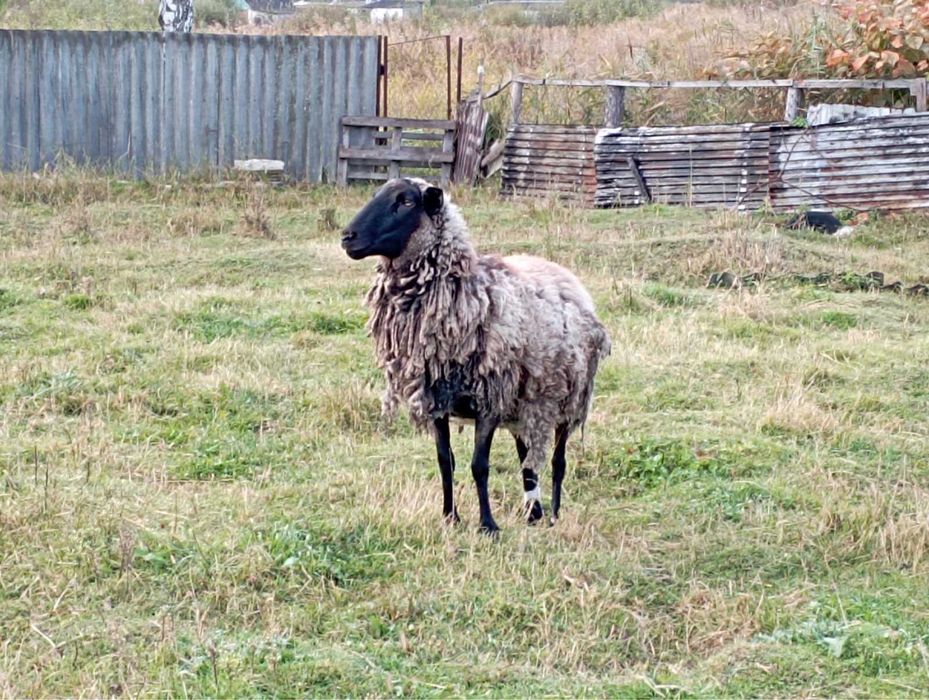 Бараны на развод Зитьки