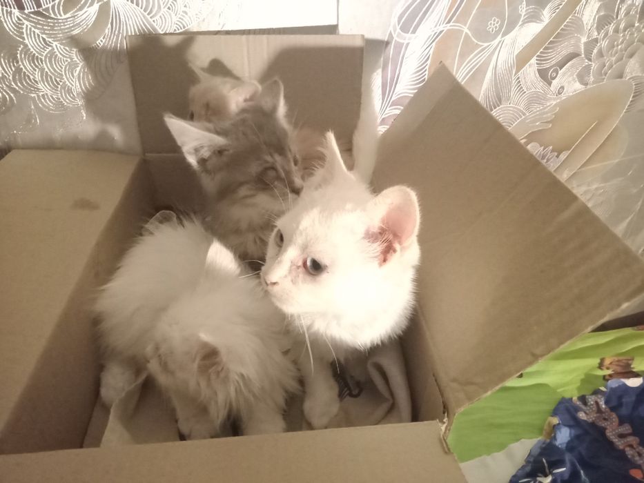 Кицики підкидиши