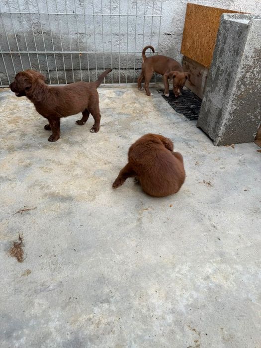 Adoção de cães bebés