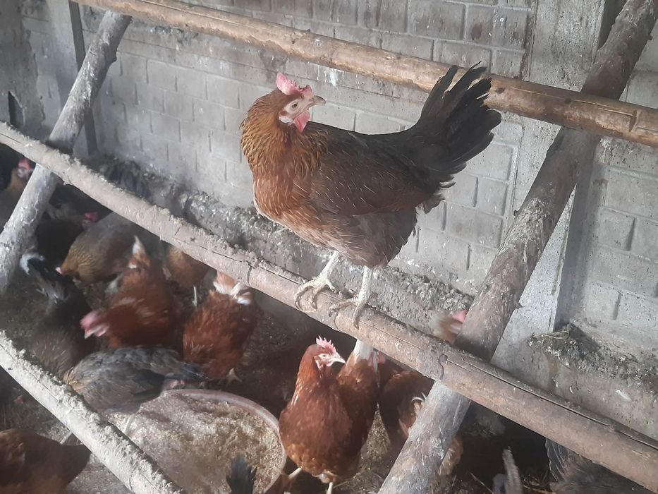 Sprzedam kury młode zielononóżki