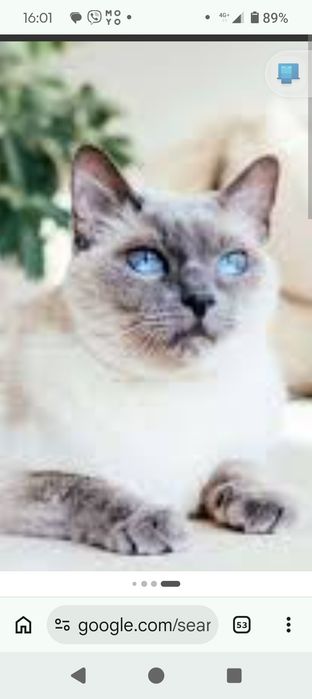Котята отдам   бесплатно