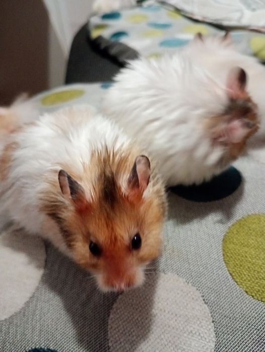 Королівські хом'яки