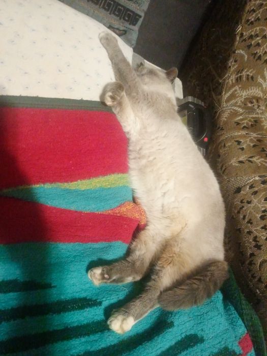 Сіамський молодий котик