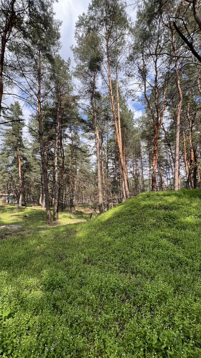 База відпочинку «ДНІПРО» у лісі, біля ріки Орель ПРОДАЖ