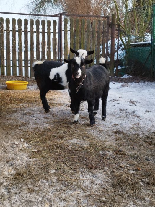 Mam do sprzedania młode kozy miniaturowe