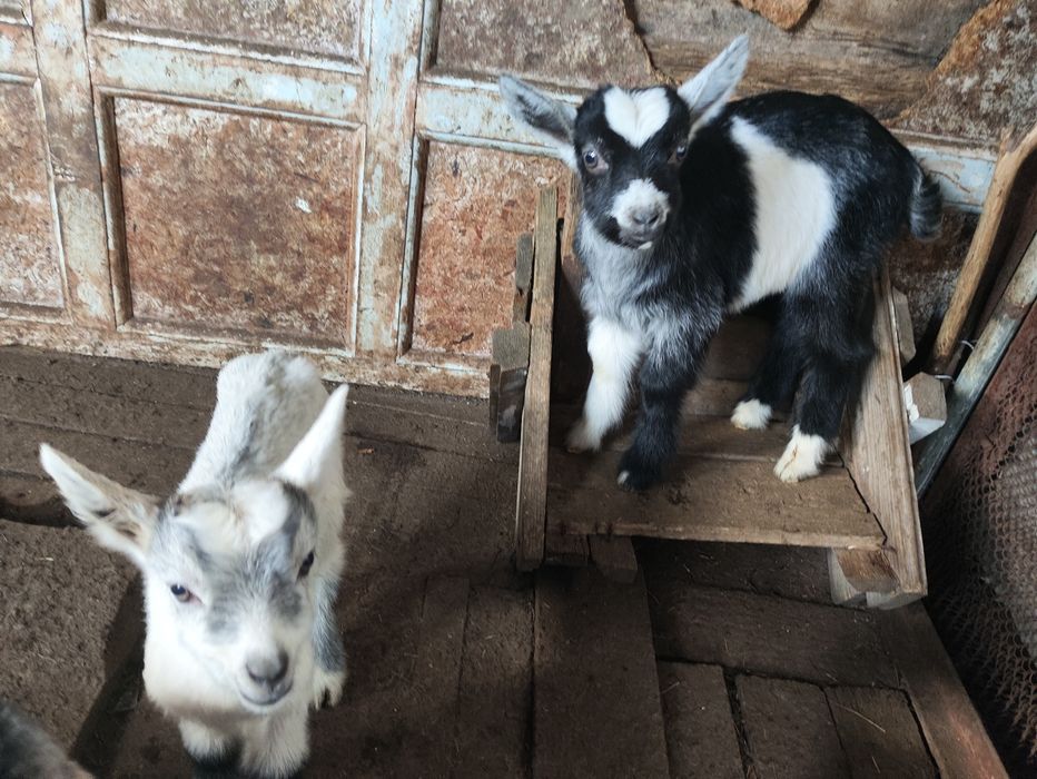 Кози, козенята, козочки, козли
