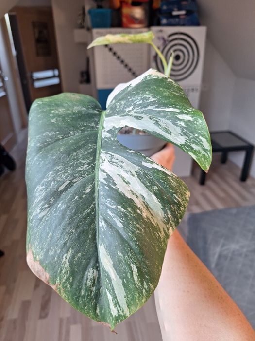 Monstera variegata