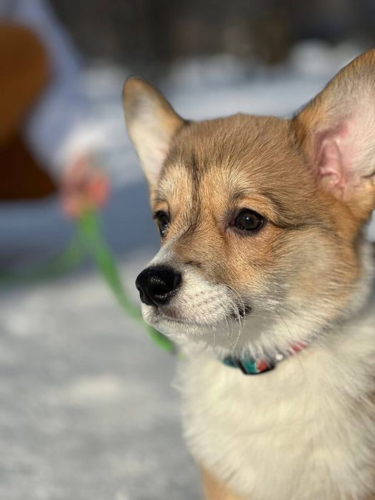 Рудий хлопчик бобтейл