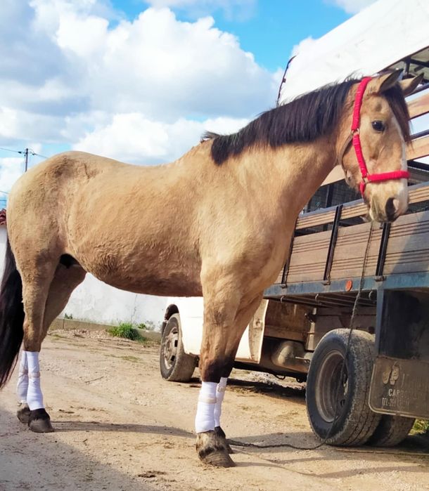 Vendo e troco égua muito mansa com 9 anos com 1,65