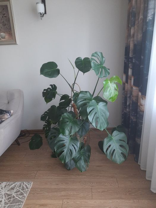 Roślina doniczkowa Monstera 140cm