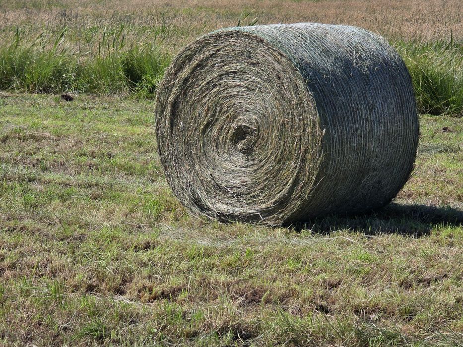 Siano bele sprzedam  po pasówce