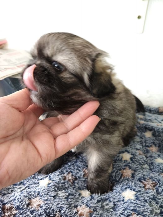 Piquenês fêmea linda