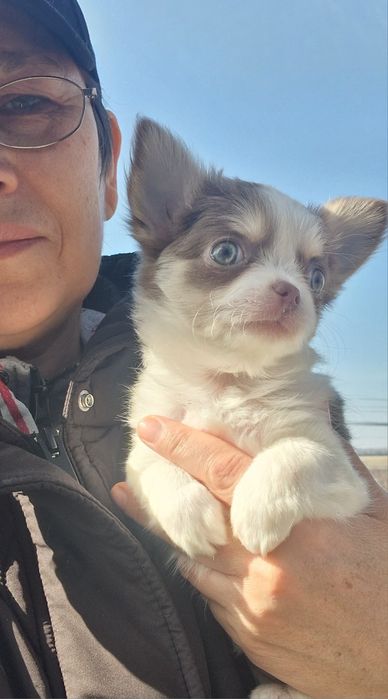 Девчулька чихуахуа