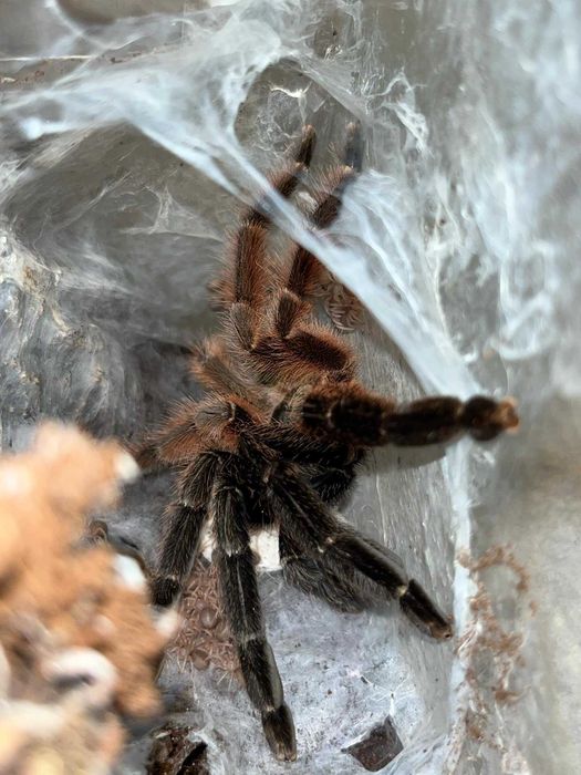 Psalmopoeus victori L1