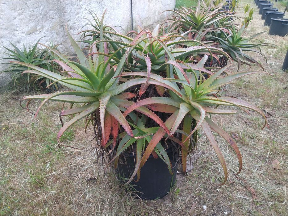 Aloés Prontas A Produzir