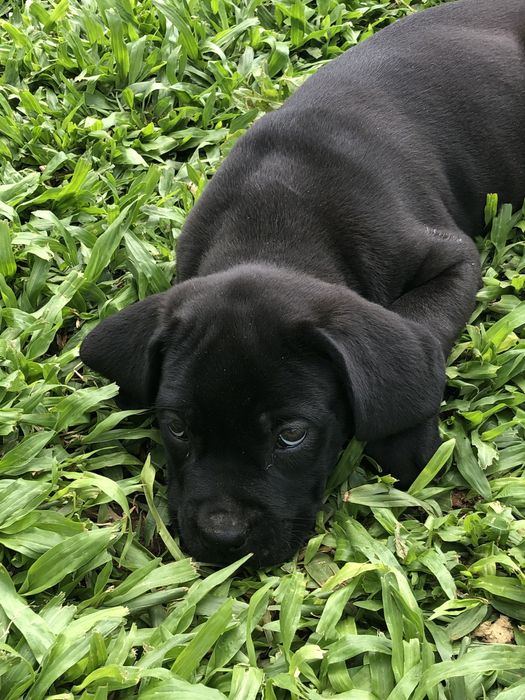 Cane corso. . . Pronto para entrega vacinada e fesparasitada.