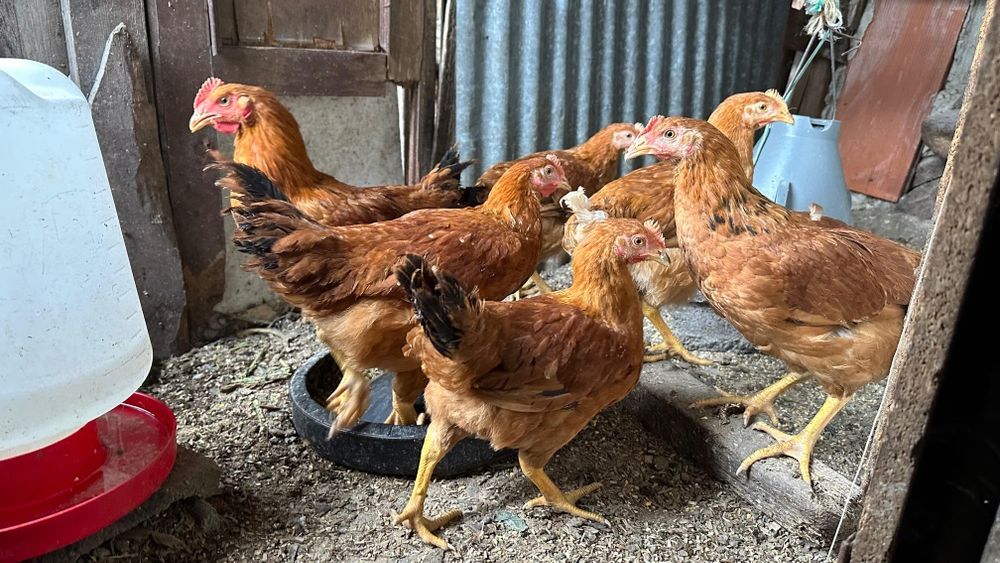 Galos capões artesanalmente