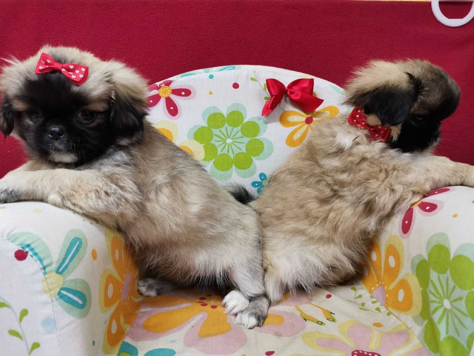 Якісні щенята породи пекінес!