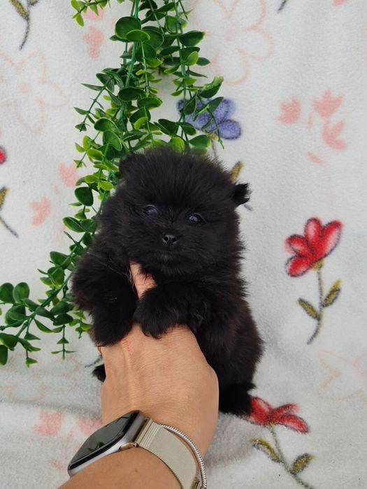 Estupenda menina mini mini 590g pronta entrega  Lulu da Pomerânia/Spitz Alemão Anão de Qualidade