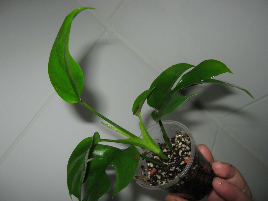 РАСПРОДАЖА все по150грн кротон филодендрон диффенбахия монстера