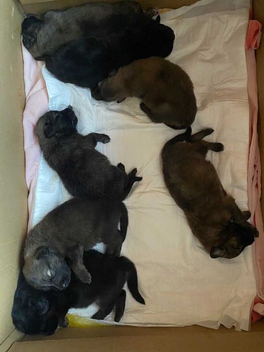 Szczeniaki szukają domu